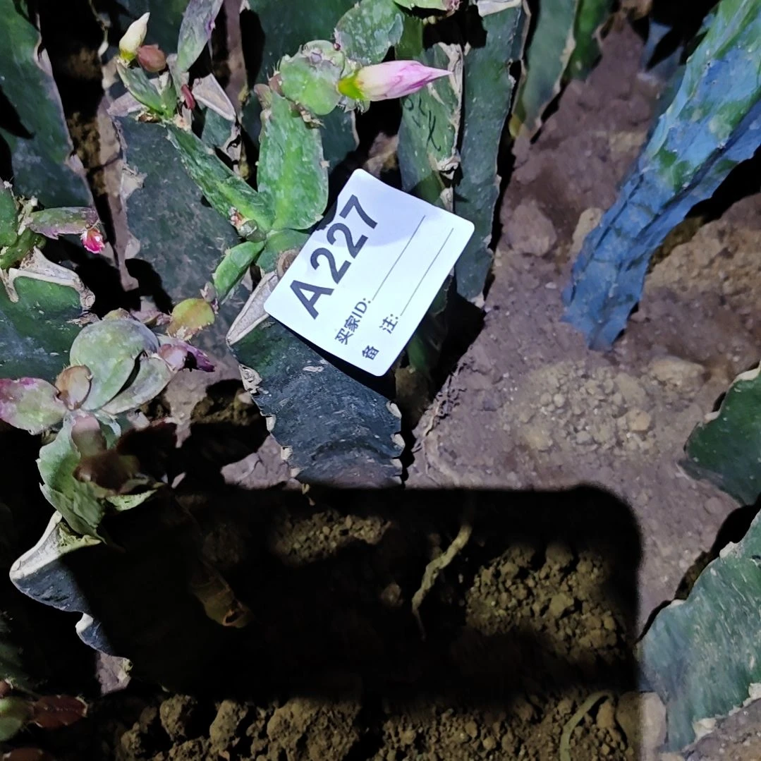 054粉重瓣双色零下五度以上包邮227