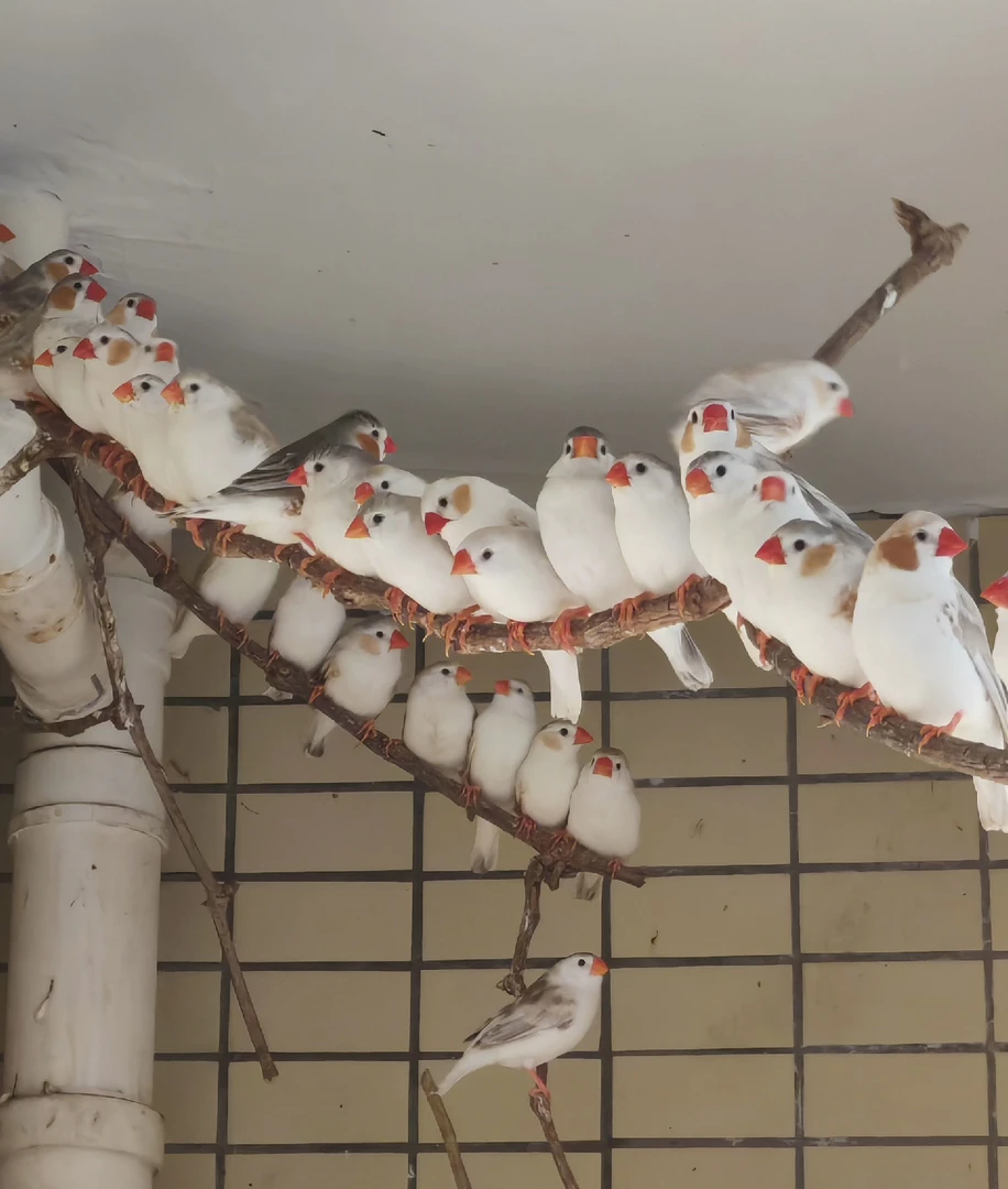 企鹅珍珠鸟灰背企鹅珍珠鸟驼色企鹅珍珠鸟可繁殖温顺宠物鸟