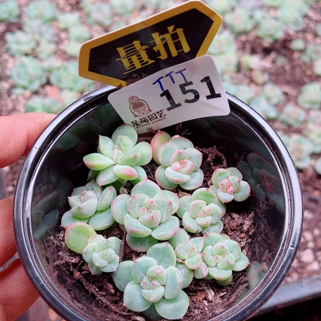 多肉植物多肉植物