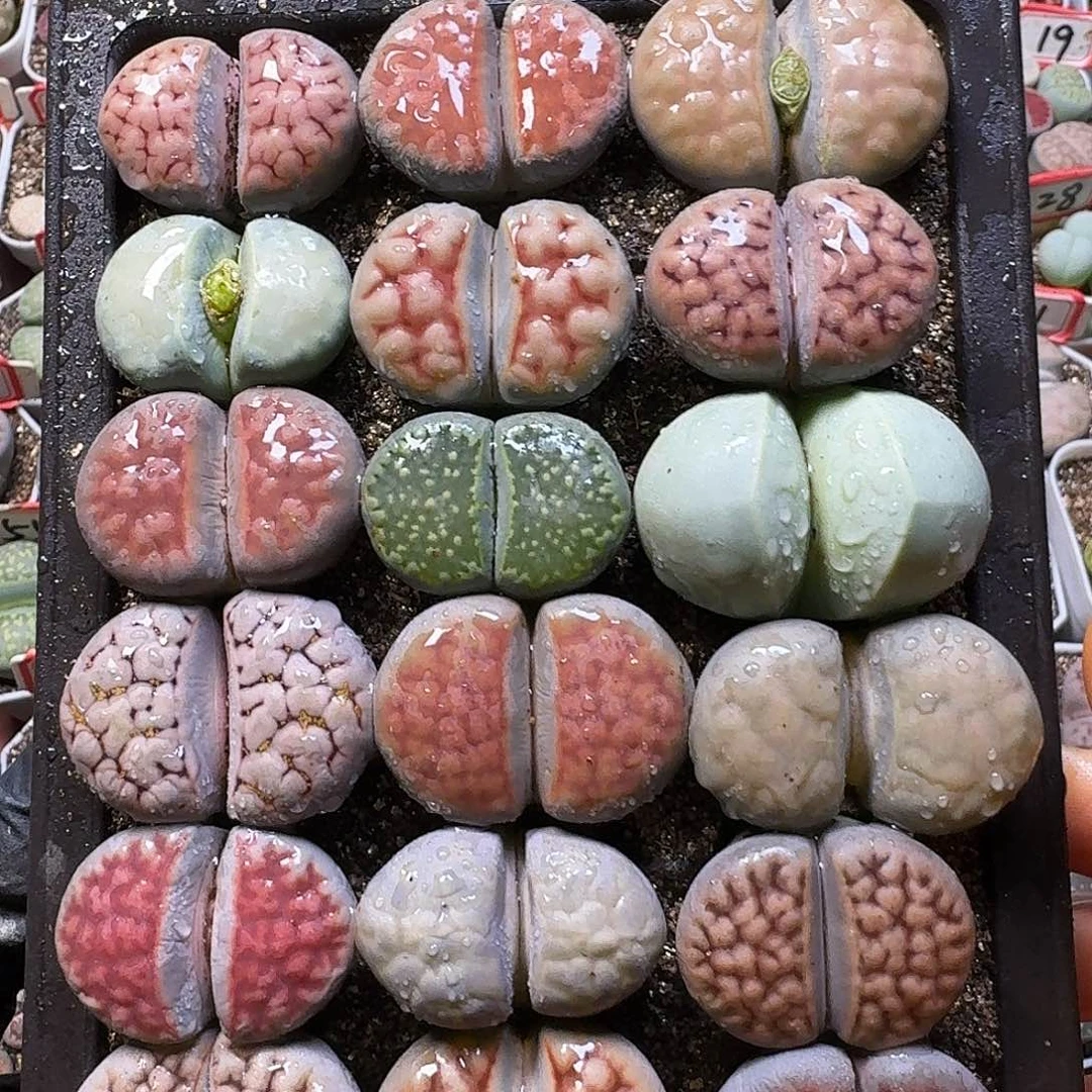 裸根带盆土23:：。在。 23号