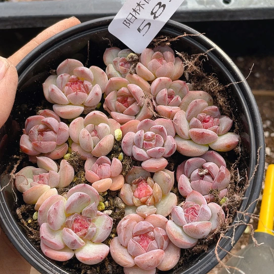 多肉植物多肉植物583