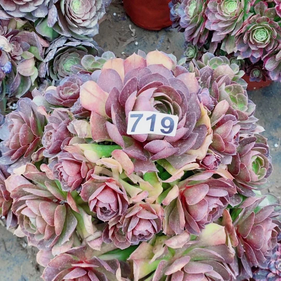 沙拉碗多肉植物719