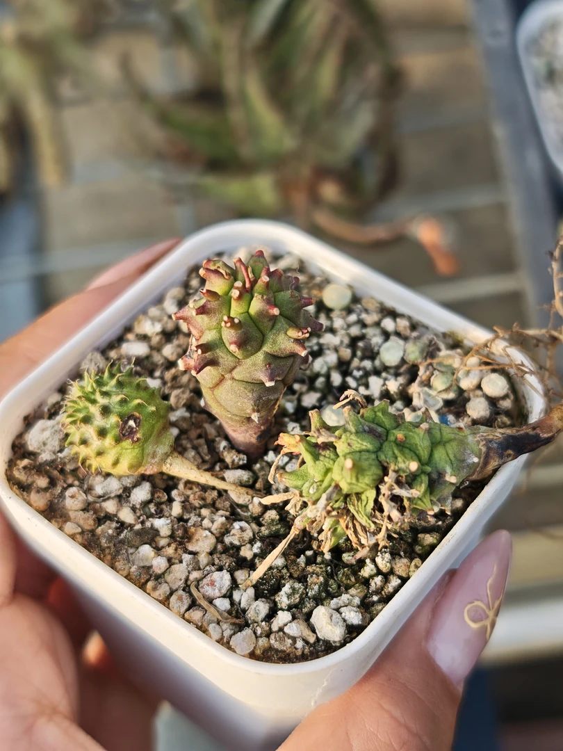 客户专拍多肉植物