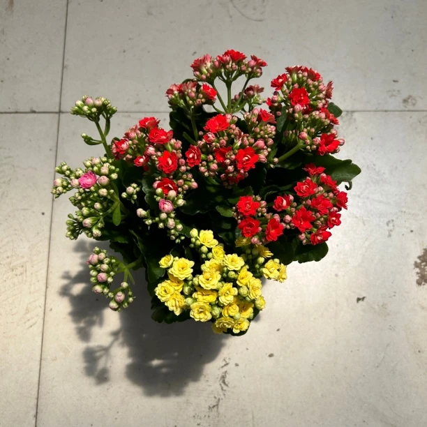 大盆多色长寿花盆栽   刘