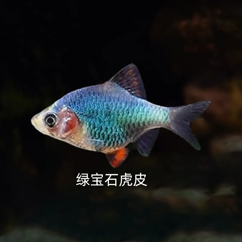 绿宝石虎皮鱼热带活体淡水观赏鱼群游混养耐活