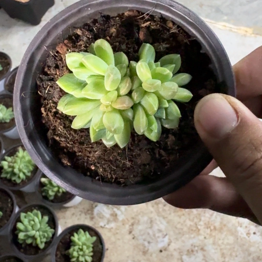 水晶萝莉 叶插 一物一拍