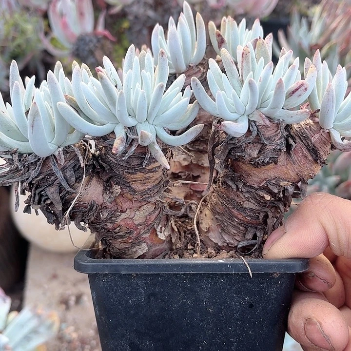 仙女杯多肉植物提取