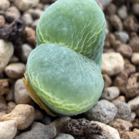 143好看的多肉冲冲冲