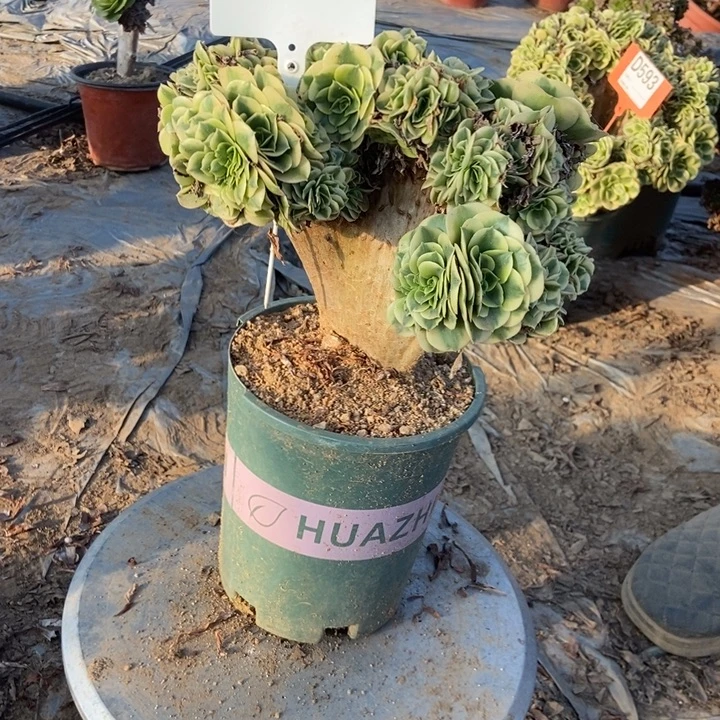 忘***花A396迈巴赫迈巴赫迈巴赫