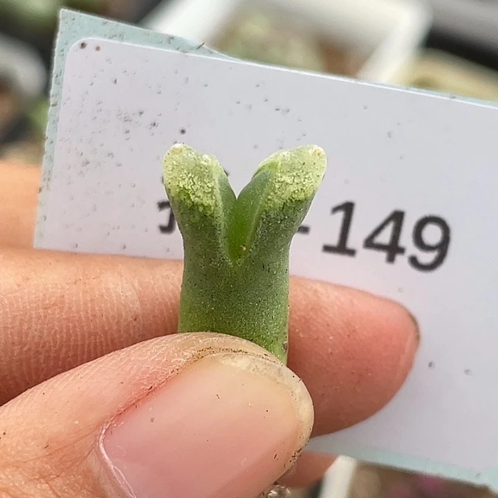 2-149冰风铃多肉植物
