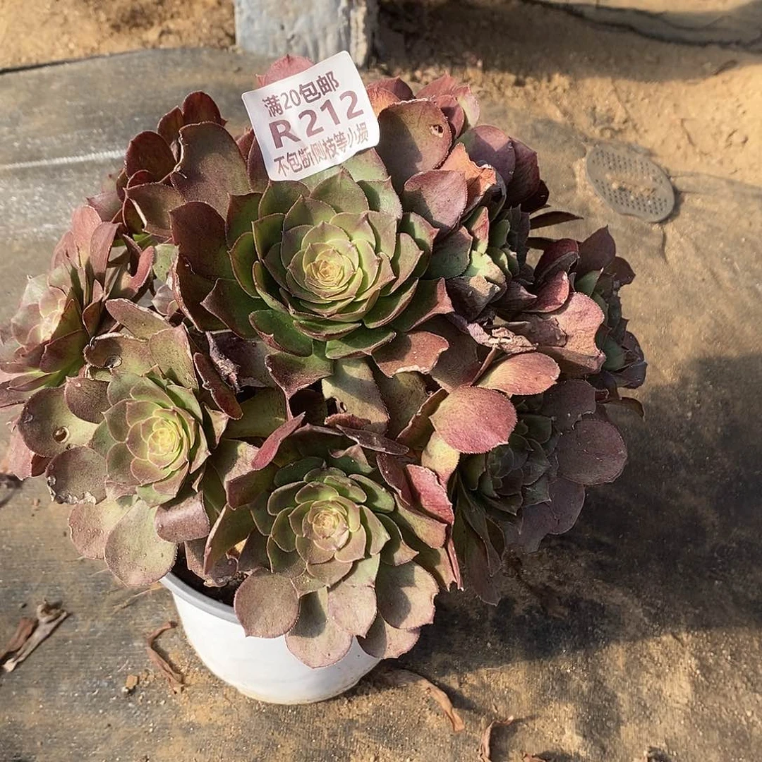 沉*212万圣节沙拉碗多肉