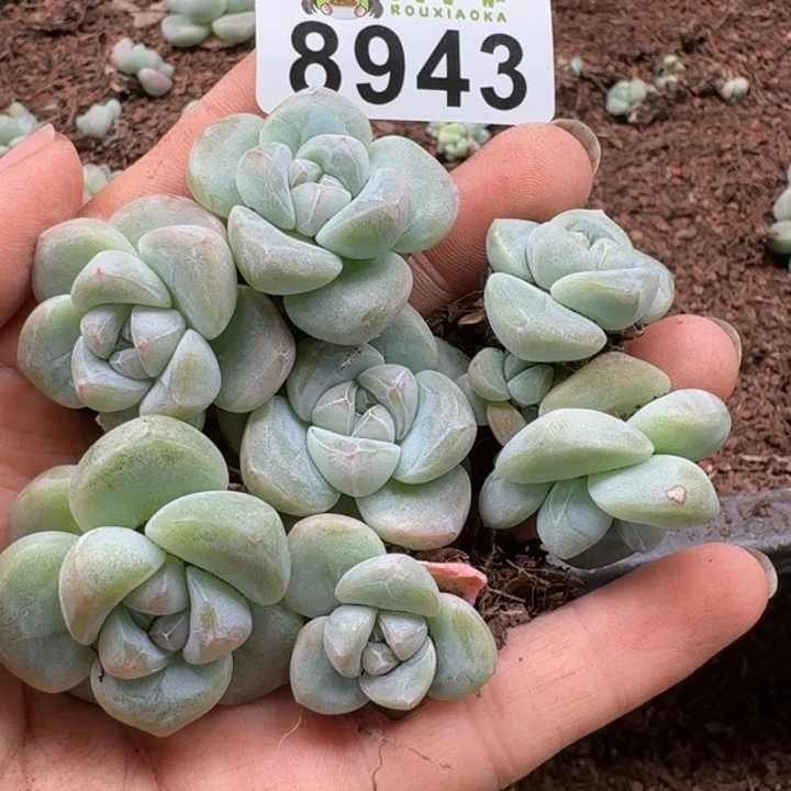 当前无花朵，栽培后可花朵多肉植物多肉植物