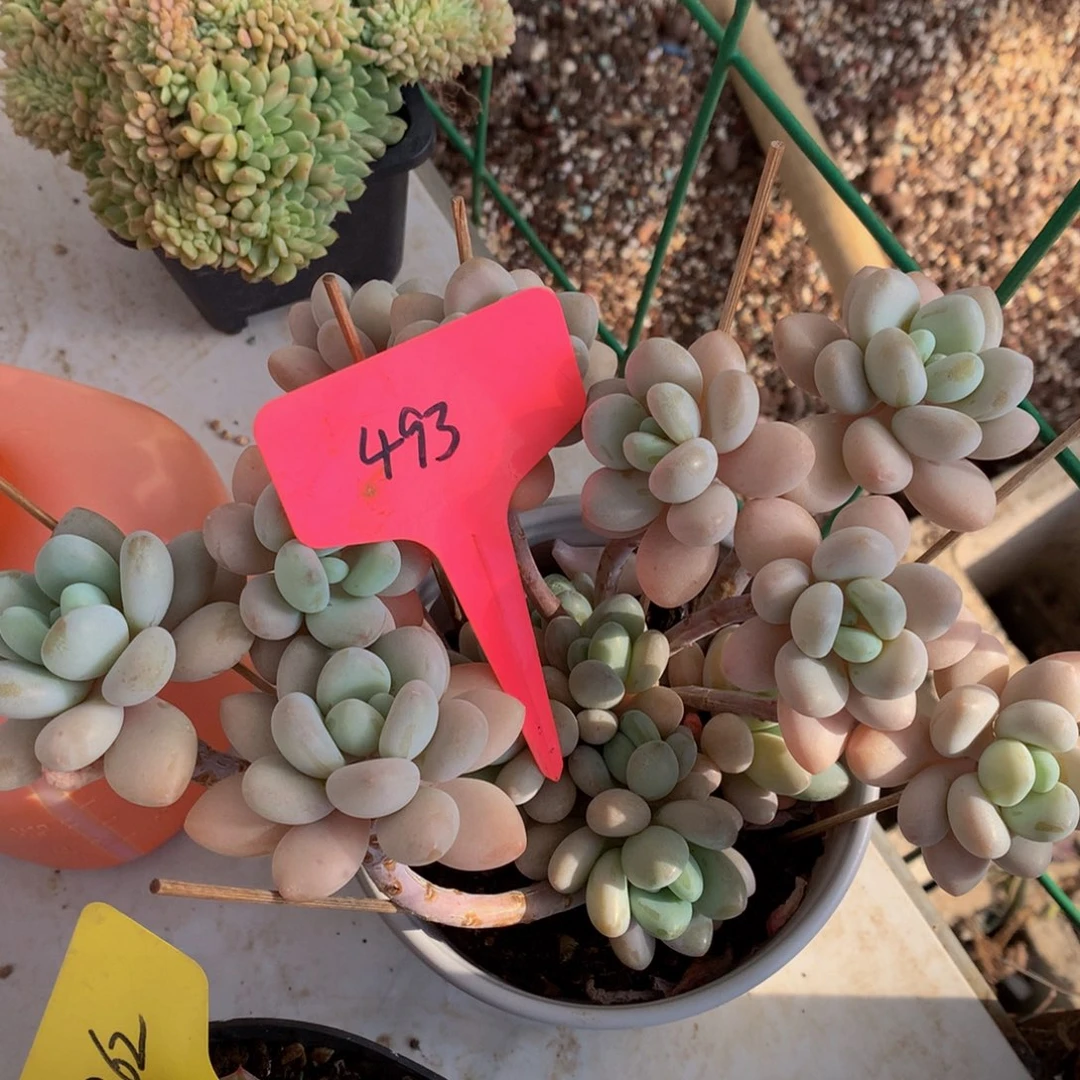 香水快很727272727272