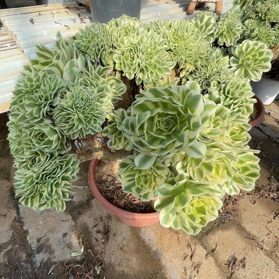 【闪购商品】无花朵迈巴赫