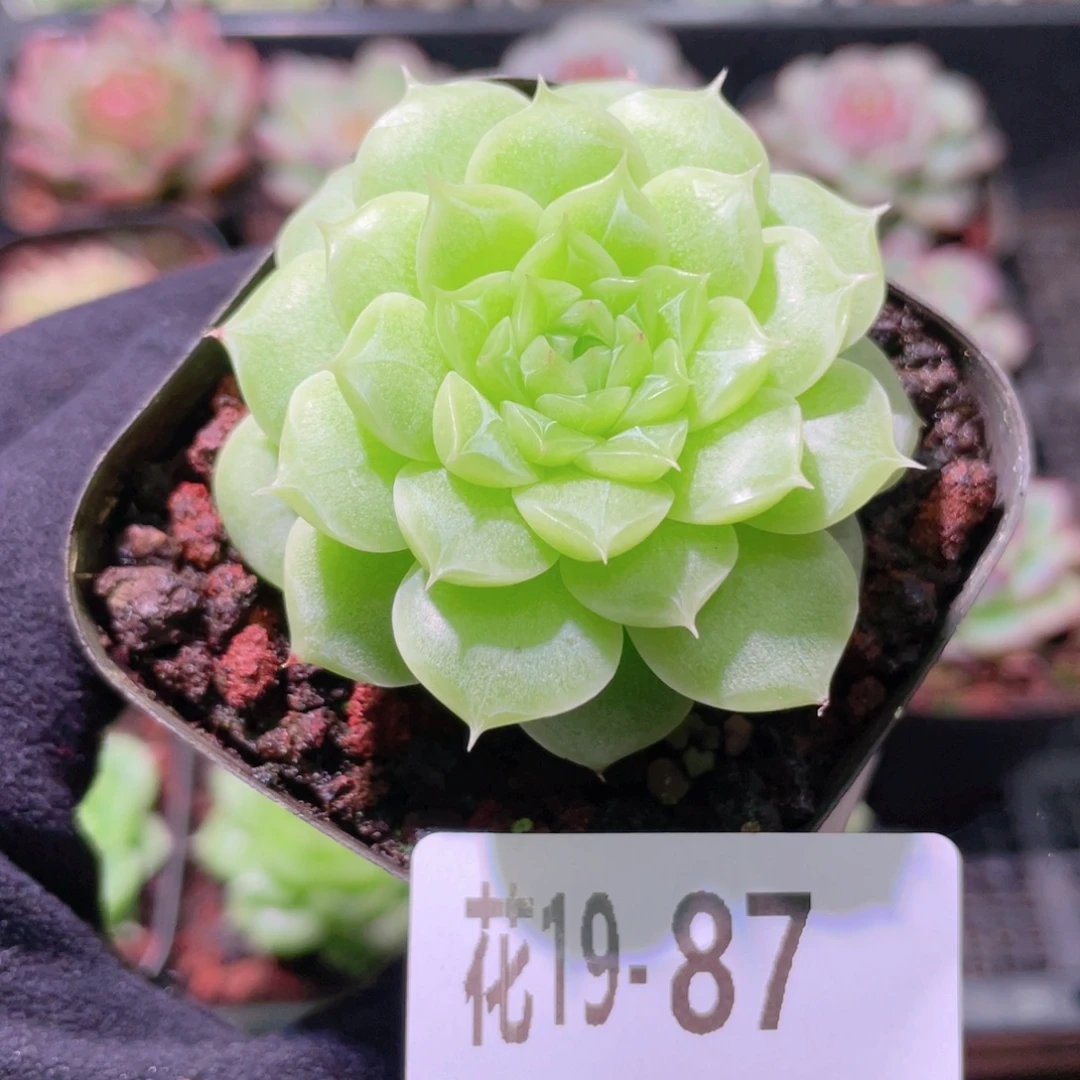 花利美19-87麦秆单头