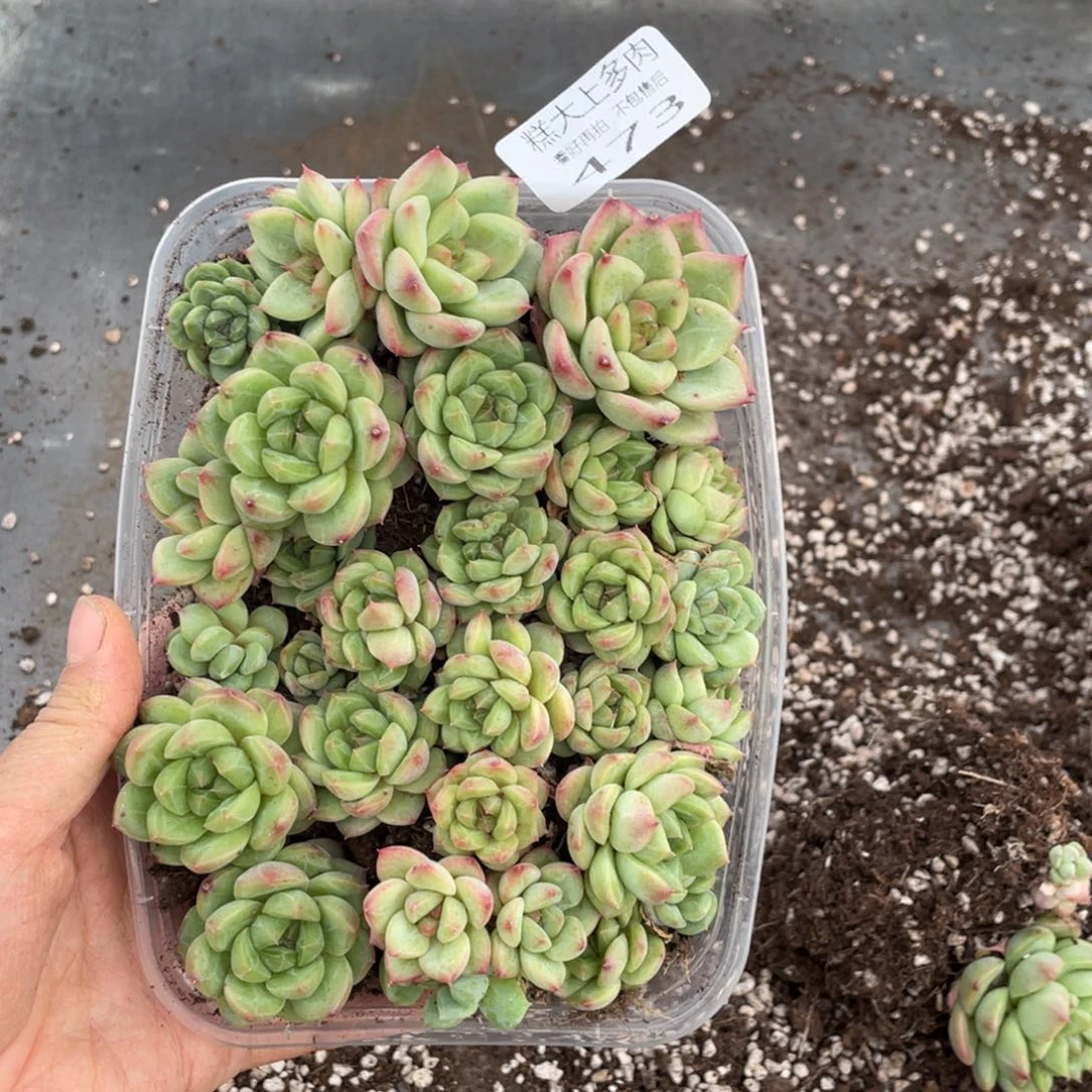 糕大上多肉植物473