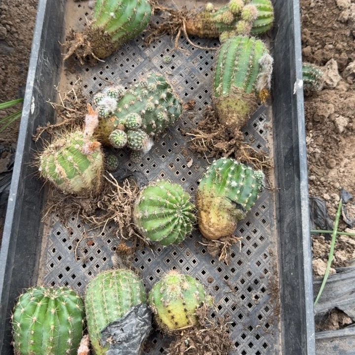 229筐拍根歪斑掉侧牙无售后