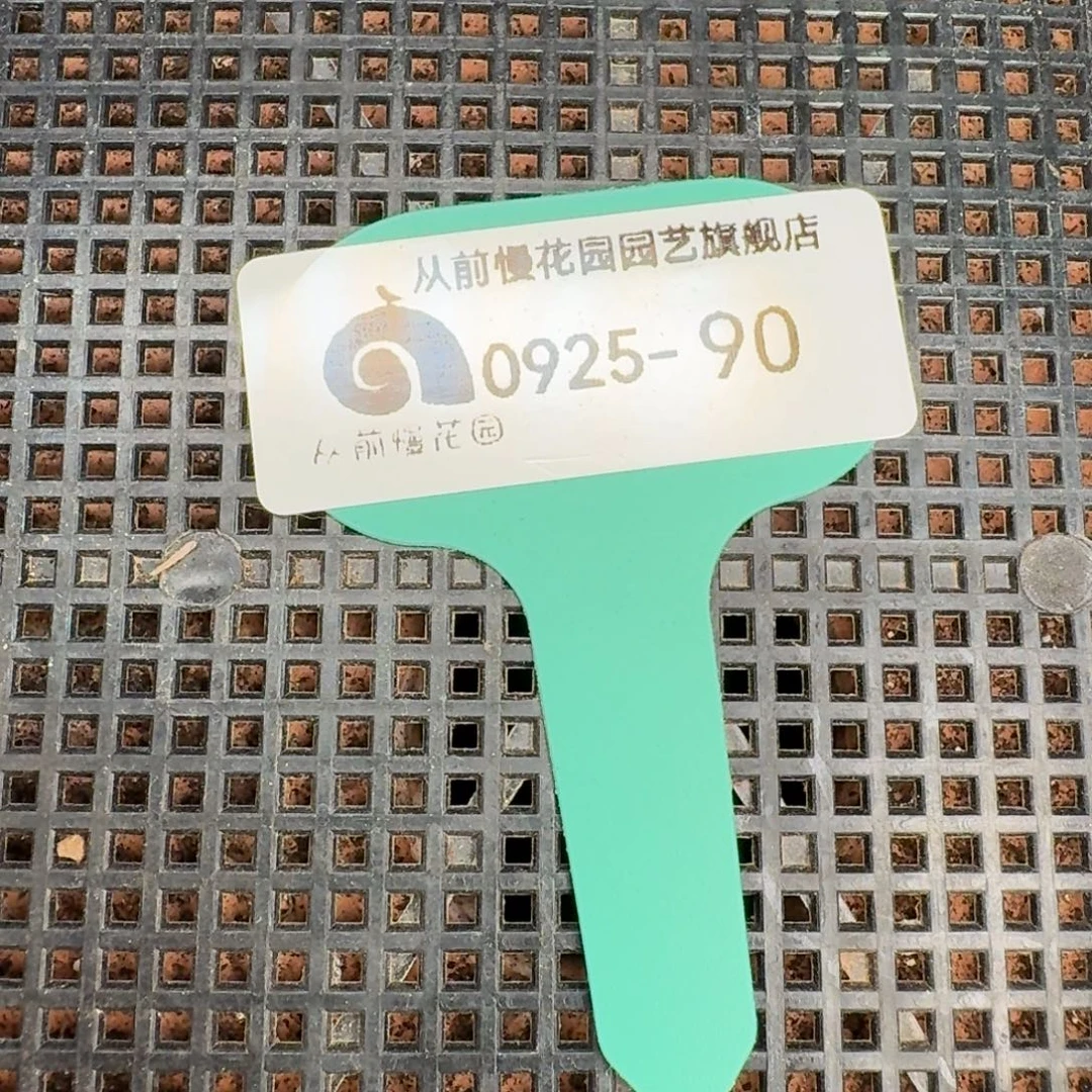 从前慢多肉精选编号0925.90