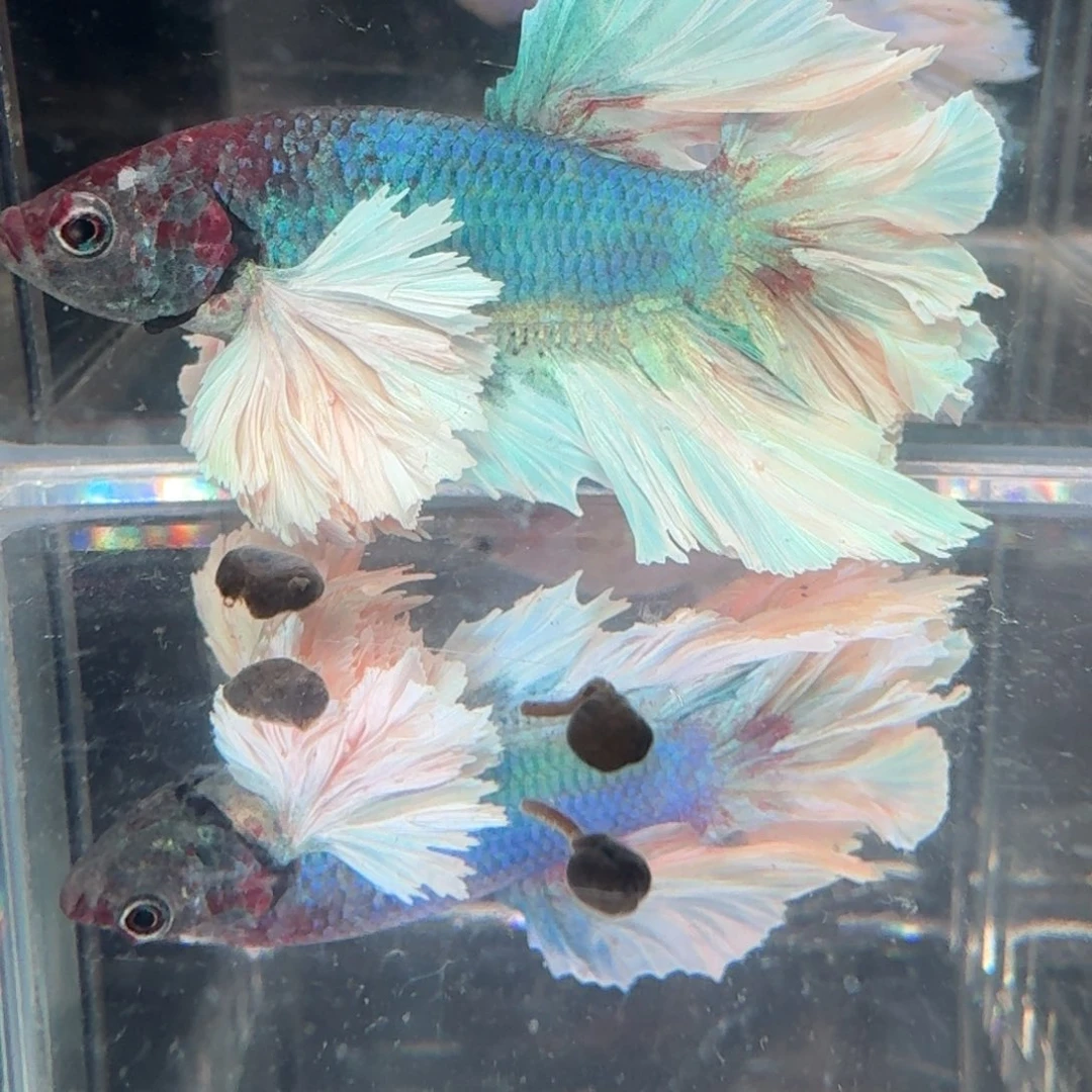 海水鱼1号拍品印尼斗鱼