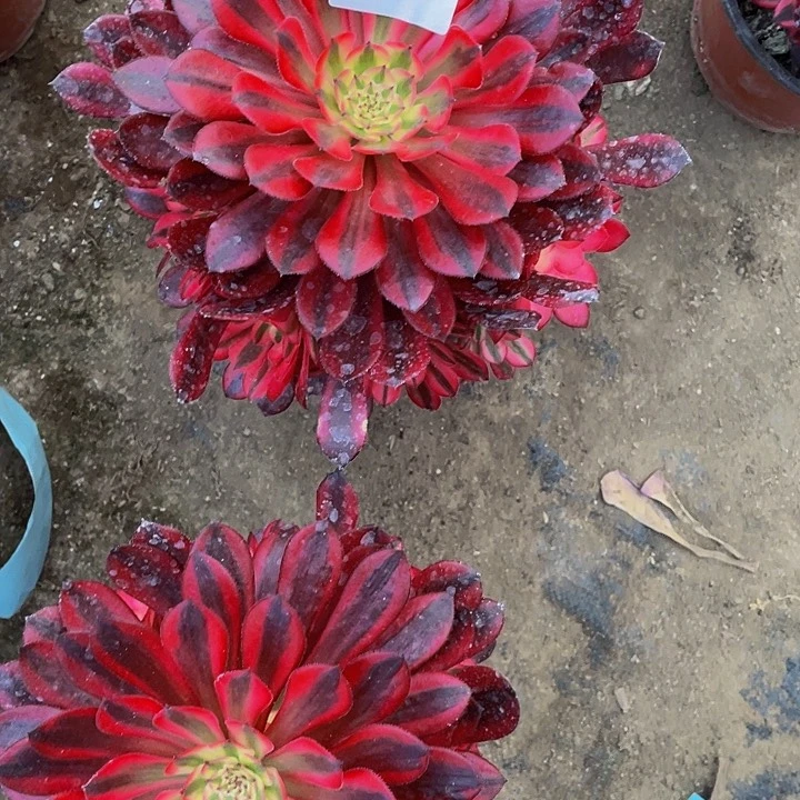 303多肉植物的生长