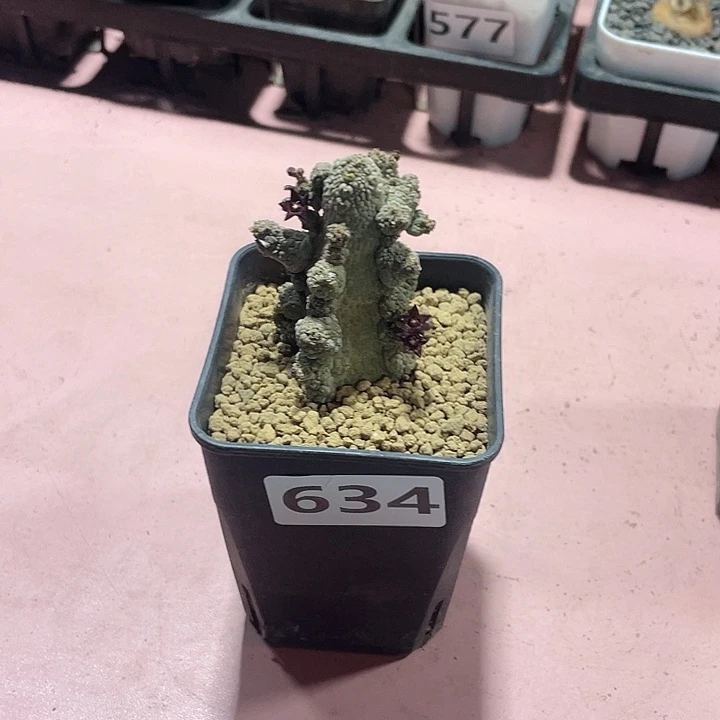 用***X634蛇提玉仙人球植物