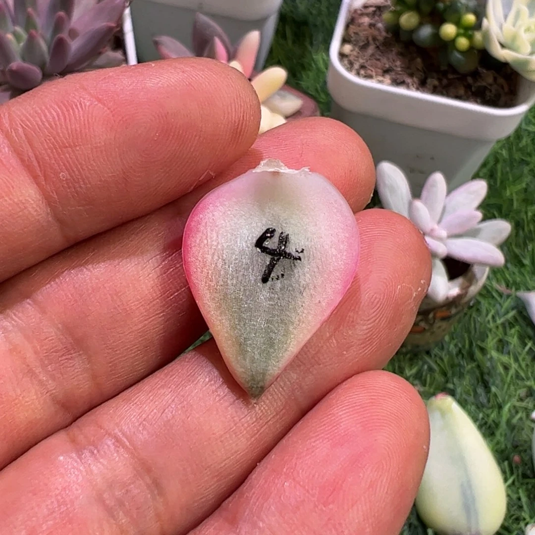 多肉植物多肉植物