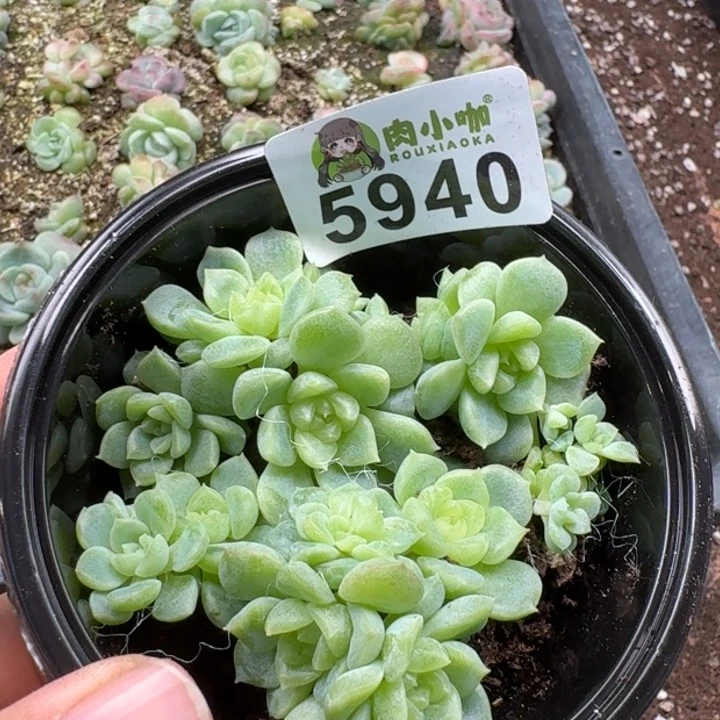 多肉植物多肉植物