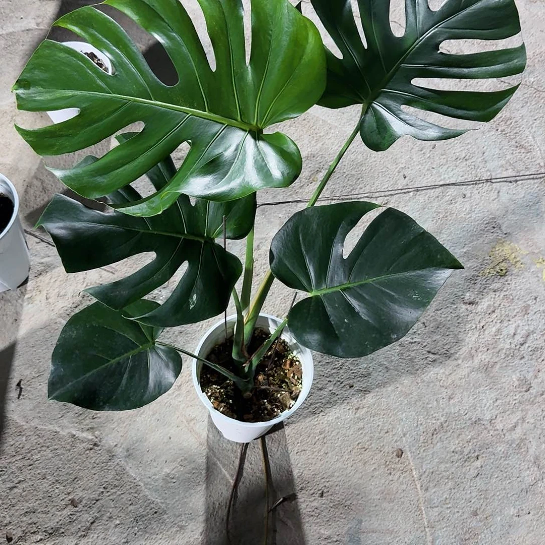 当前无花朵，栽培后可花朵5*龟背竹植物一物一拍