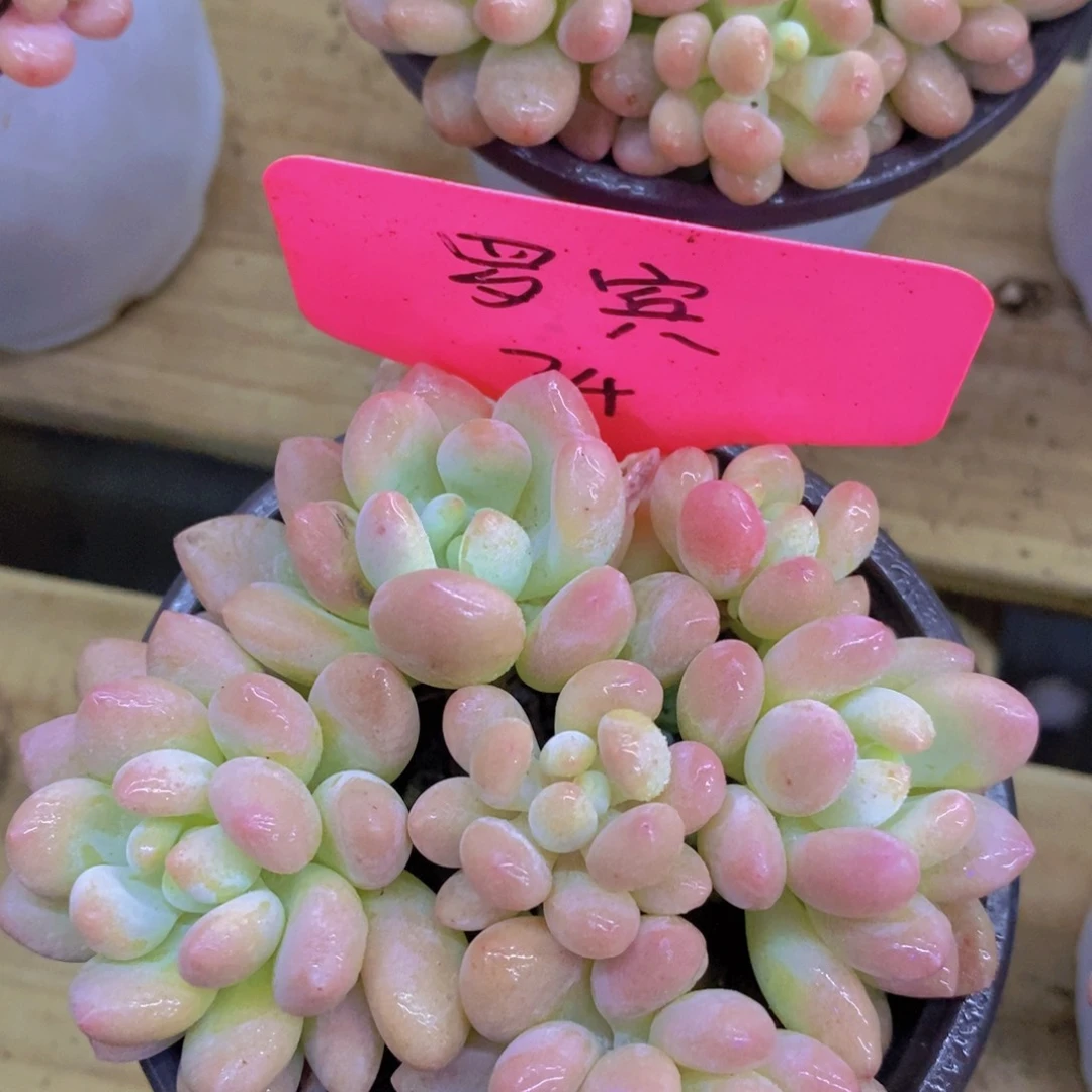 开心多肉植物多肉