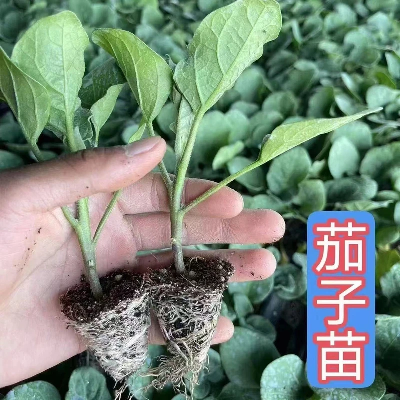 【带土发货】四季蔬菜苗茄子苗盆栽地栽耐寒耐高温基地直发特级秧苗