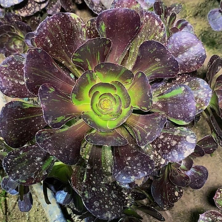 多肉植物保护研究所