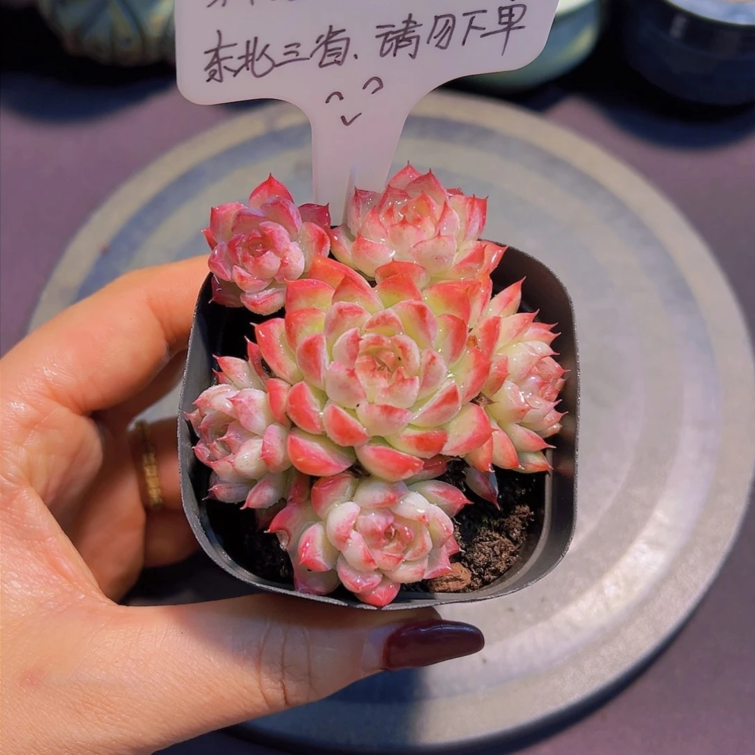 红色幽灵，裸根带盆发货，