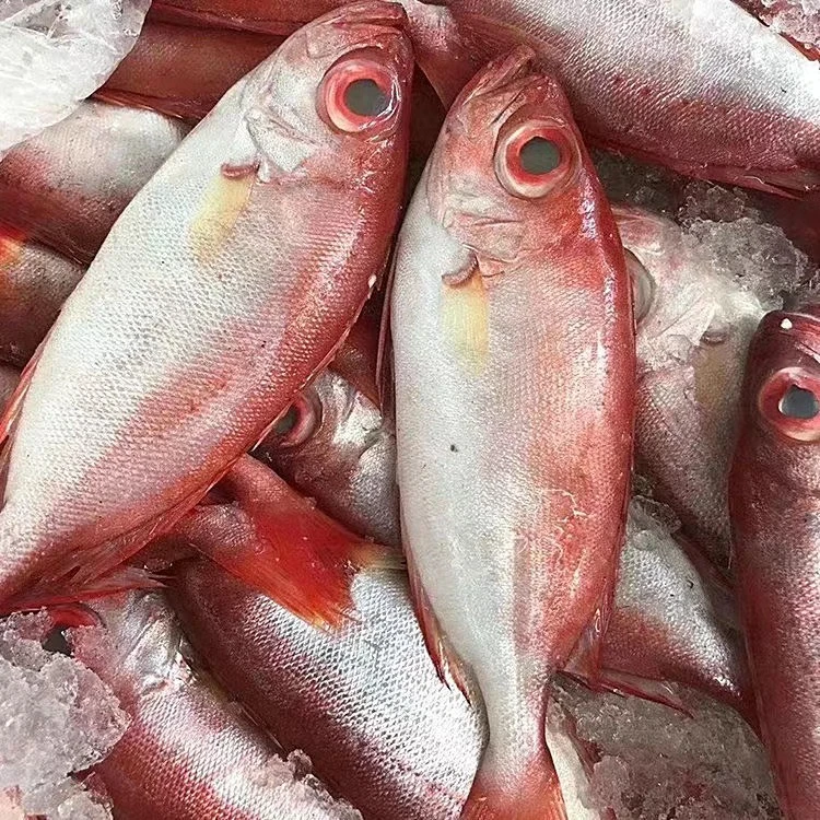 福建野生精选红目鲢剥皮鱼红鱼海鲜水产红鲷鱼红色深海大眼鲷鱼