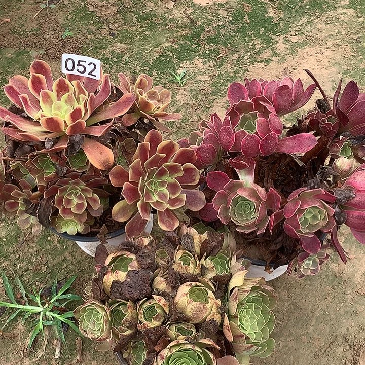 无花朵052三颗多肉植物组合