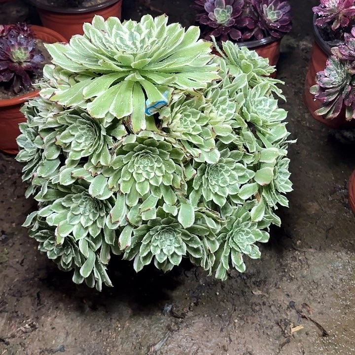 岁**好多肉植物法师碧浪68