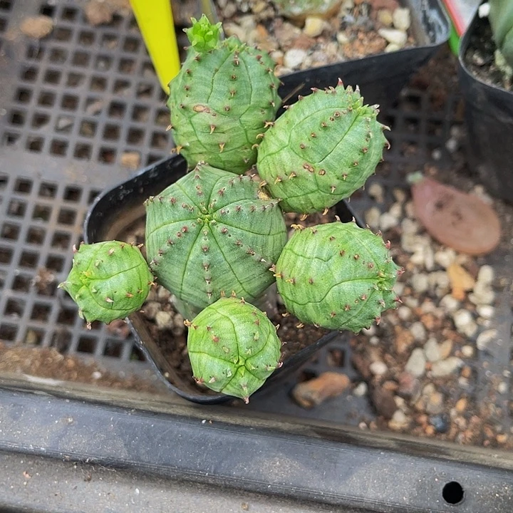 布纹球8.8带盆土发
