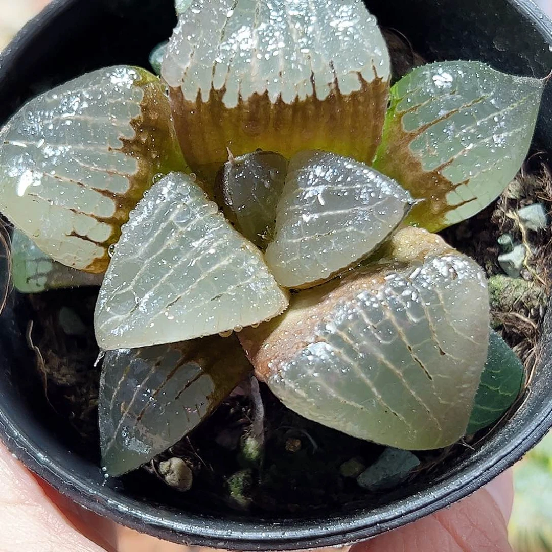 十二卷多肉阿寒湖