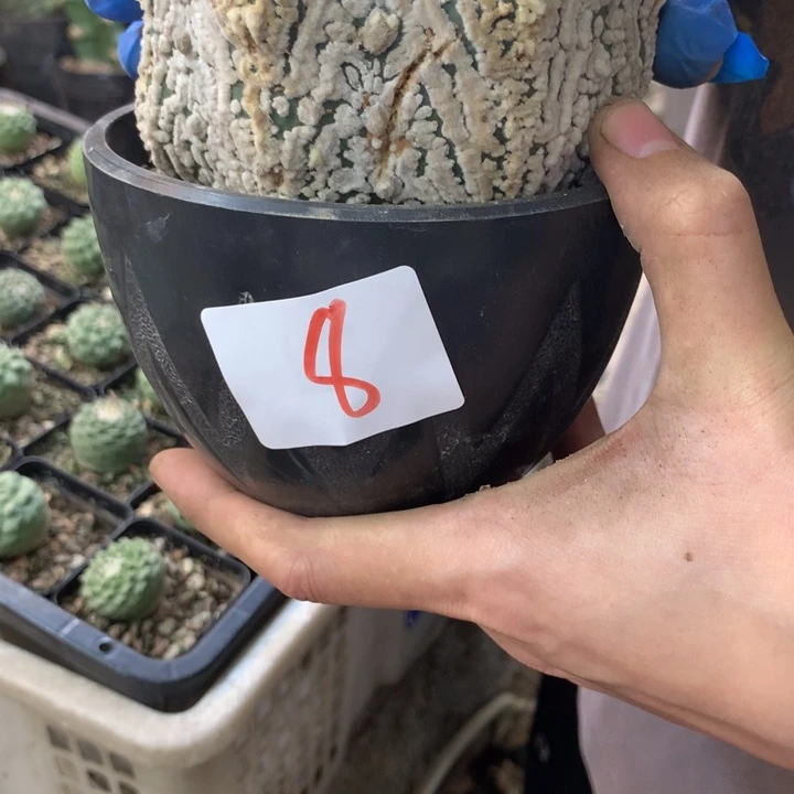 星兜8号没有根有裂