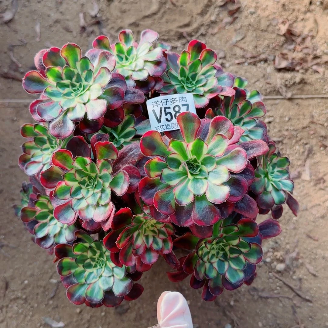 冰淇淋发师587冠幅22