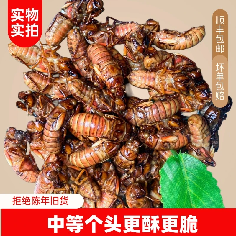（2025年金蝉）新鲜金蝉知了猴爬叉鲜活速冻顺丰包邮油炸口味俱佳