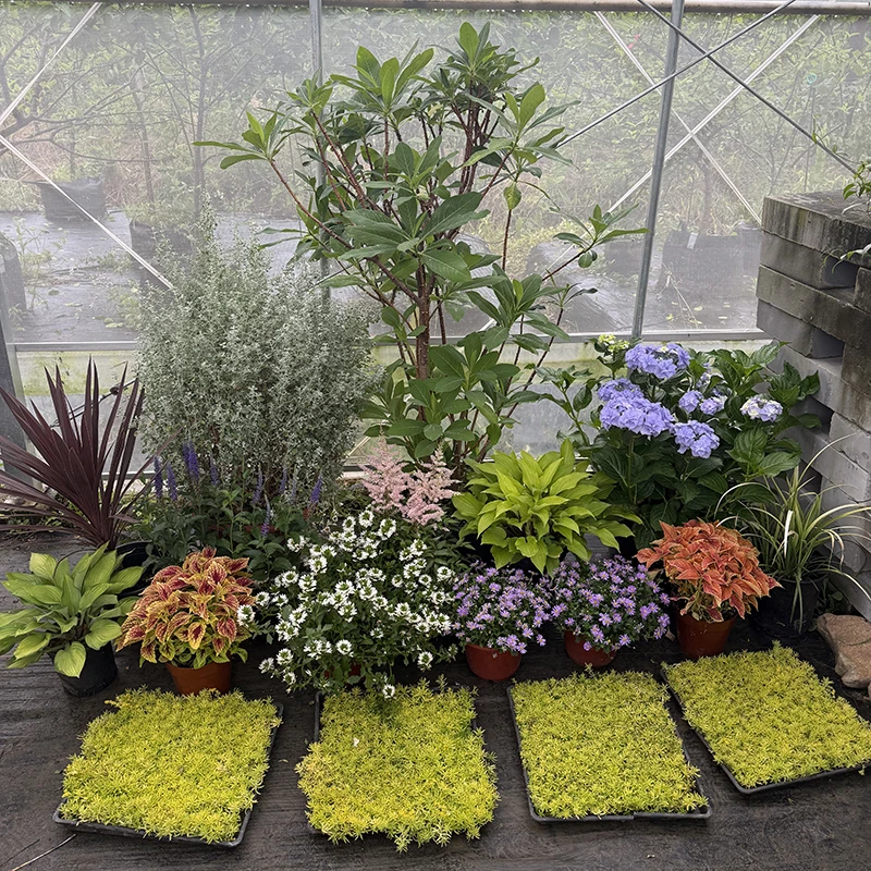 罗曼的花园 花境组合盆栽苗低维护彩色观叶开花植物花境阳台庭院