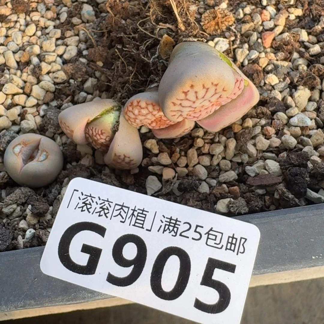 宇**-G905新版红寿丽二代三年