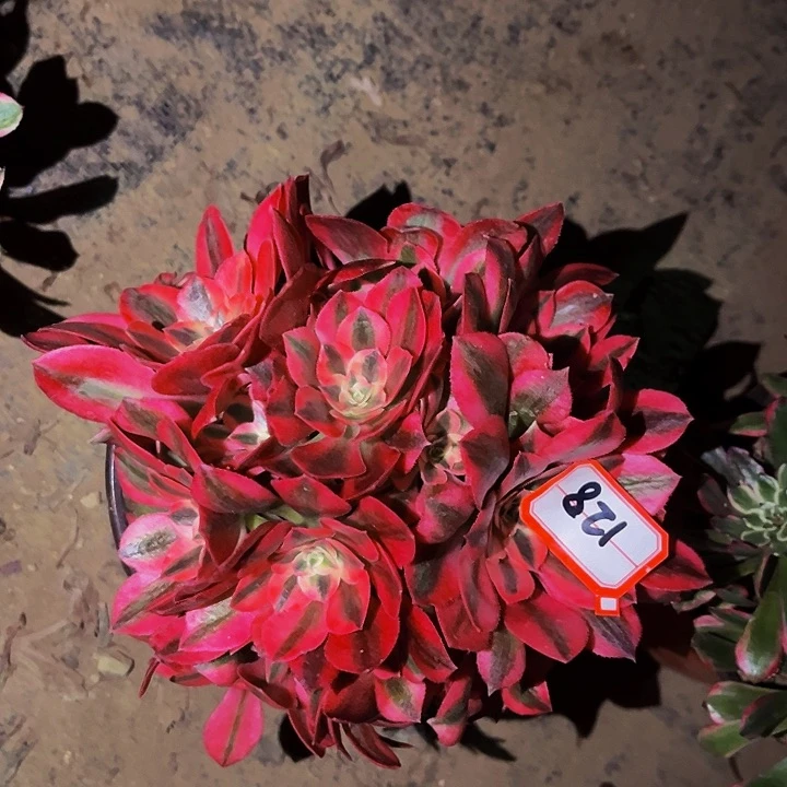 128妖月多肉植物处理不售后砍头丛林