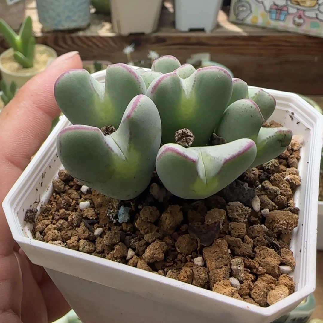 5162 /一物一拍 带盆