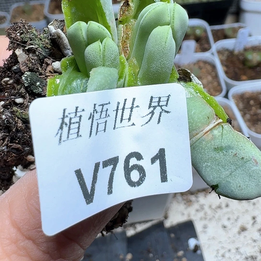 761盒多肉植物哇f g
