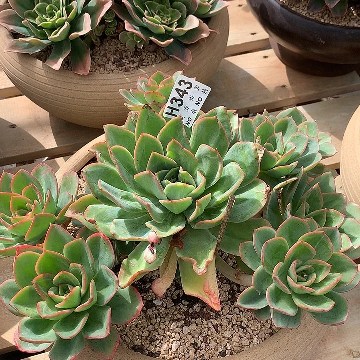 杂交大群 非偏远38包邮 节后发