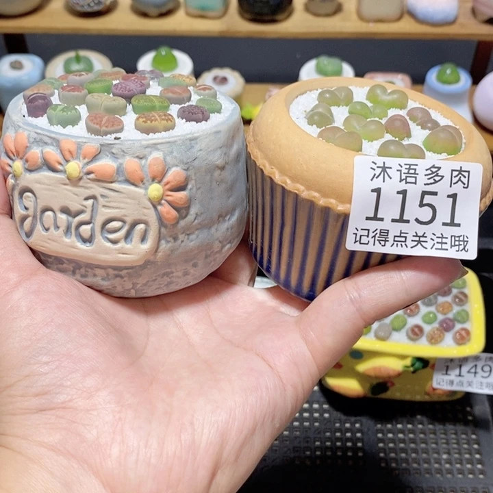 带盆土植物 精美盆栽1151