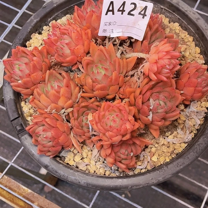 安***麒不去啦吧么啦哇哦424