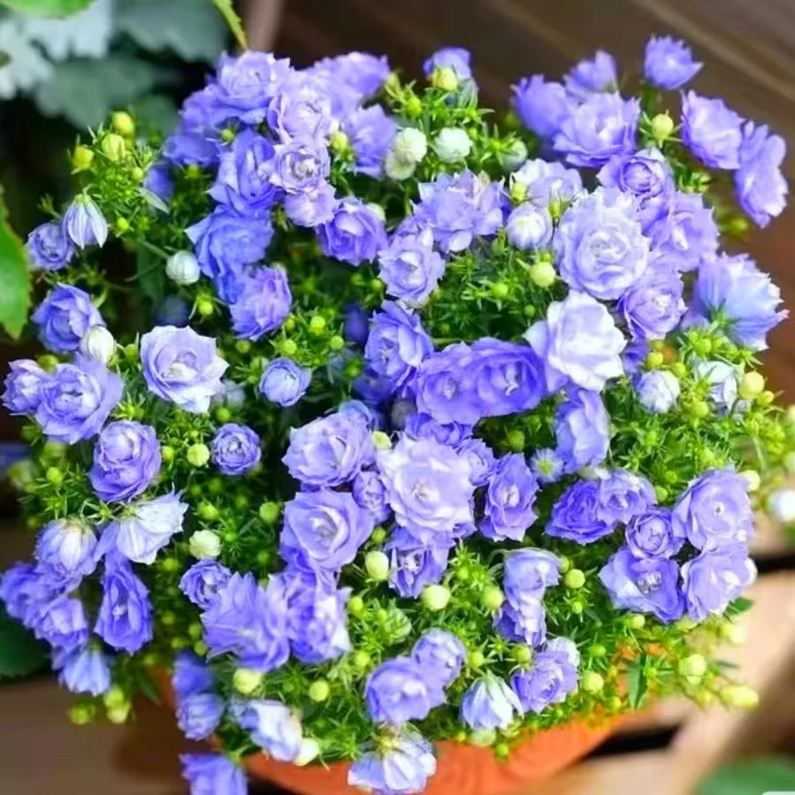 【丹麦梦露重瓣风铃】阳台小仙女盆栽花卉多年生室内盆栽植物