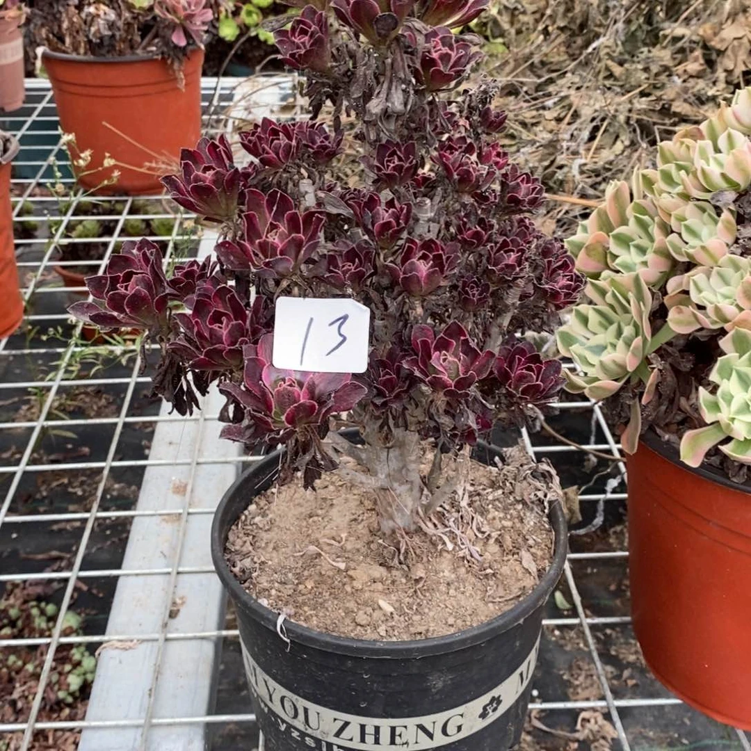 上***水多肉植物组合拼盘13